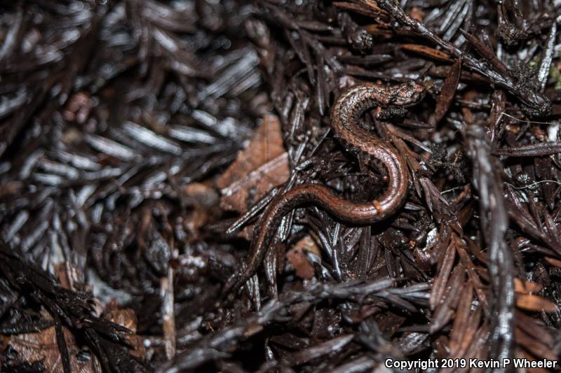 California Slender Salamander (Batrachoseps attenuatus)