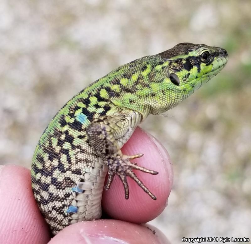 Italian Wall Lizard (Podarcis sicula)