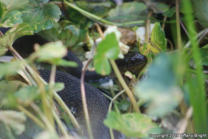 Florida Green Watersnake (Nerodia floridana)