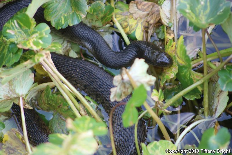 Florida Green Watersnake (Nerodia floridana)