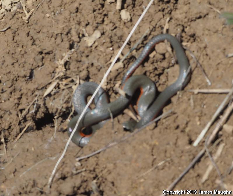 Pacific Ring-necked Snake (Diadophis punctatus amabilis)