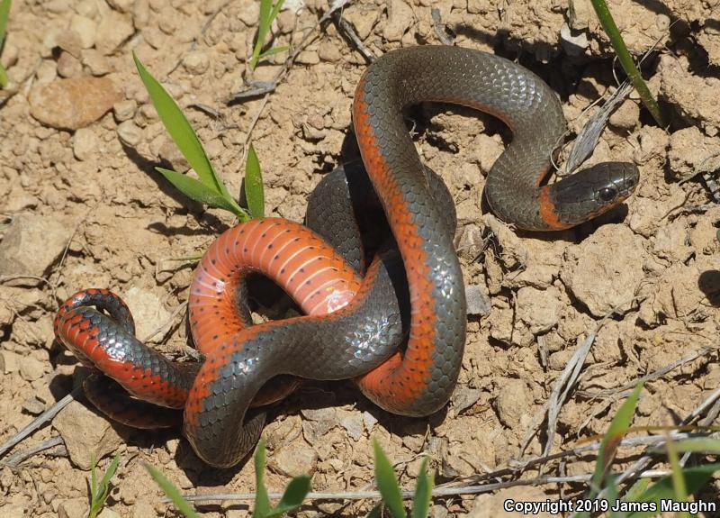 Pacific Ring-necked Snake (Diadophis punctatus amabilis)