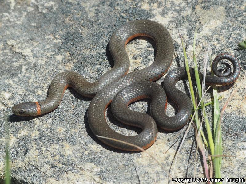 Pacific Ring-necked Snake (Diadophis punctatus amabilis)