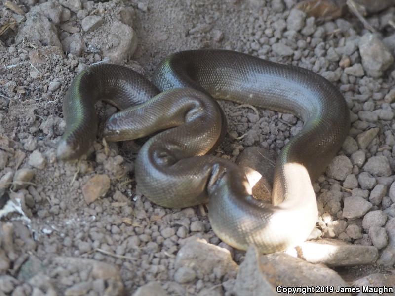 Northern Rubber Boa (Charina bottae)