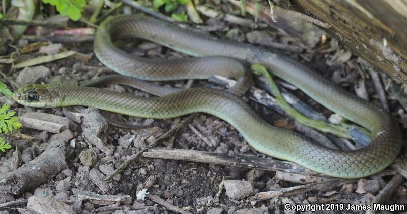 Western Yellow-bellied Racer (Coluber constrictor mormon)