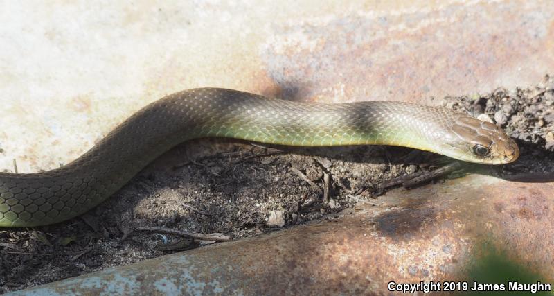 Western Yellow-bellied Racer (Coluber constrictor mormon)