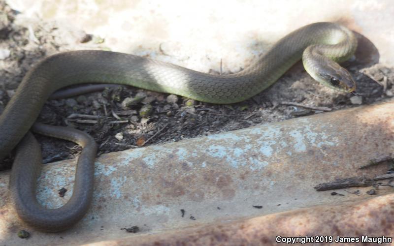 Western Yellow-bellied Racer (Coluber constrictor mormon)