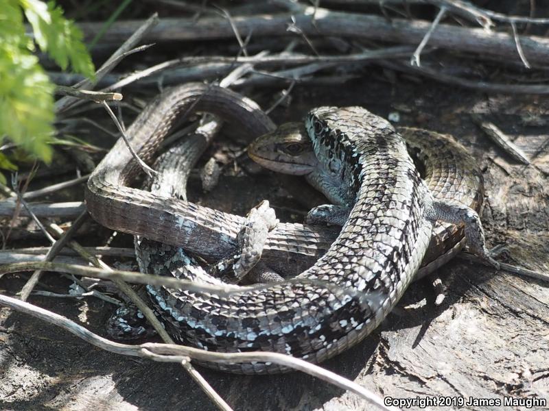 San Francisco Alligator Lizard (Elgaria coerulea coerulea)