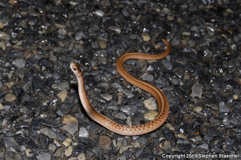 Northern Brownsnake (Storeria dekayi dekayi)