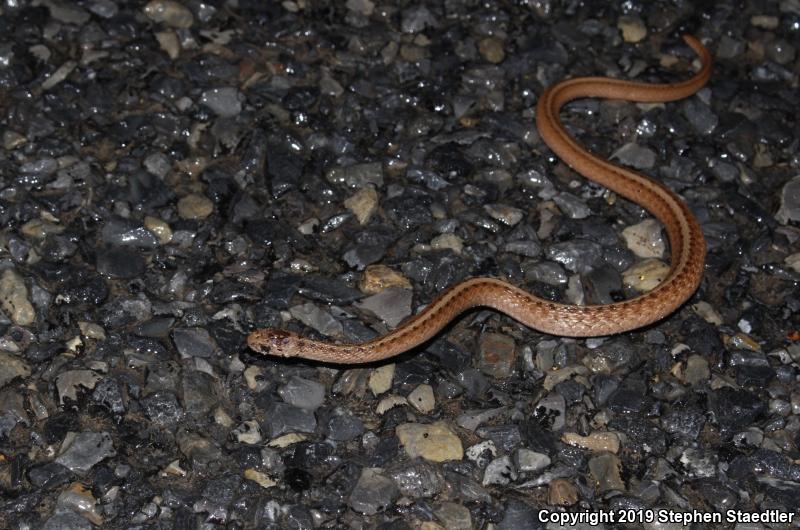 Northern Brownsnake (Storeria dekayi dekayi)