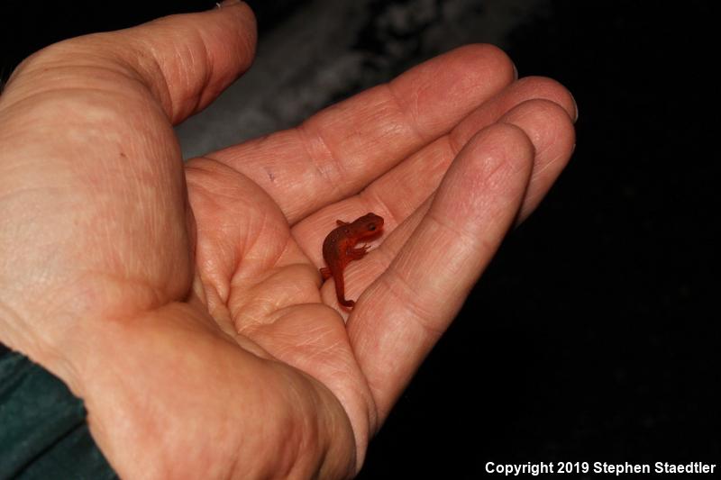 Red-Spotted Newt (Notophthalmus viridescens viridescens)