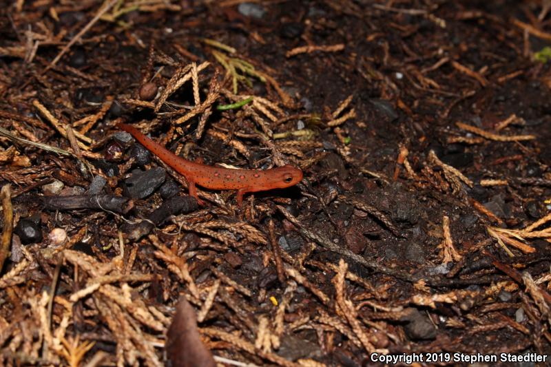 Red-Spotted Newt (Notophthalmus viridescens viridescens)