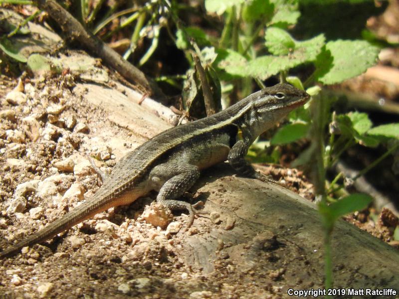 Texas Rose-bellied Lizard (Sceloporus variabilis marmoratus)