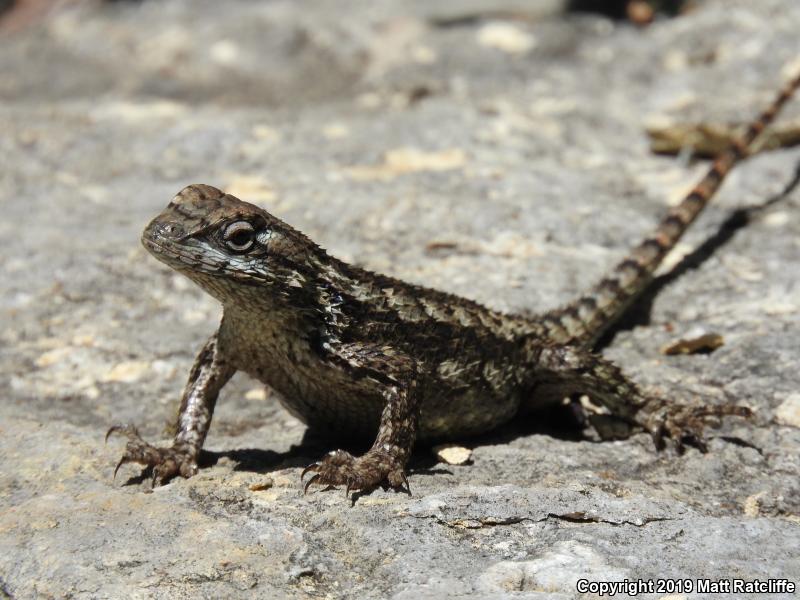 Texas Spiny Lizard (Sceloporus olivaceus)