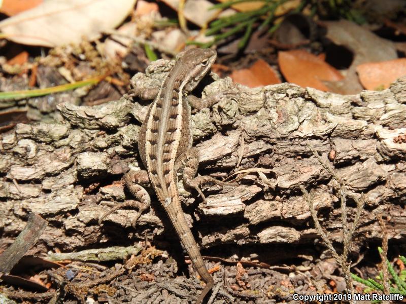 Texas Rose-bellied Lizard (Sceloporus variabilis marmoratus)