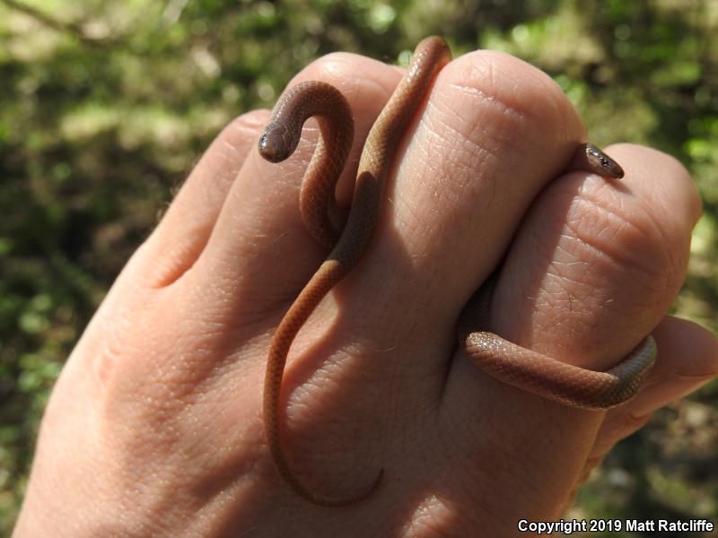 Flat-headed Snake (Tantilla gracilis)