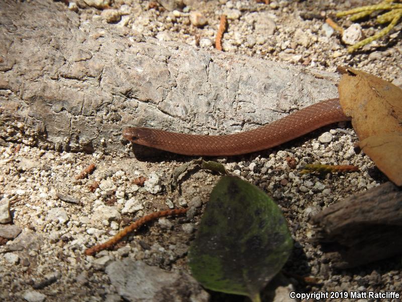 Flat-headed Snake (Tantilla gracilis)