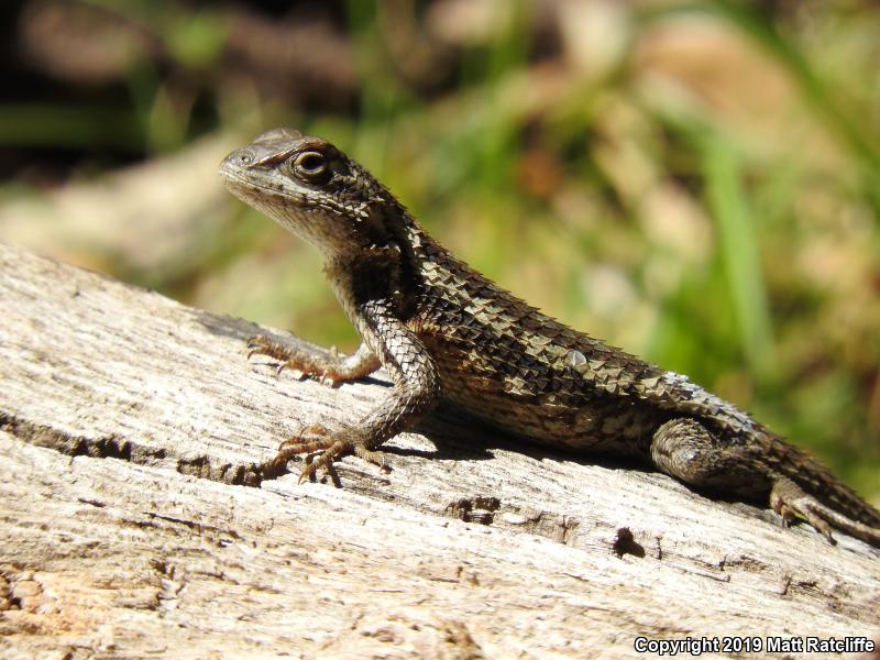 Texas Spiny Lizard (Sceloporus olivaceus)