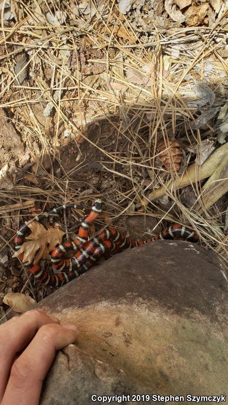 Arizona Mountain Kingsnake (Lampropeltis pyromelana pyromelana)