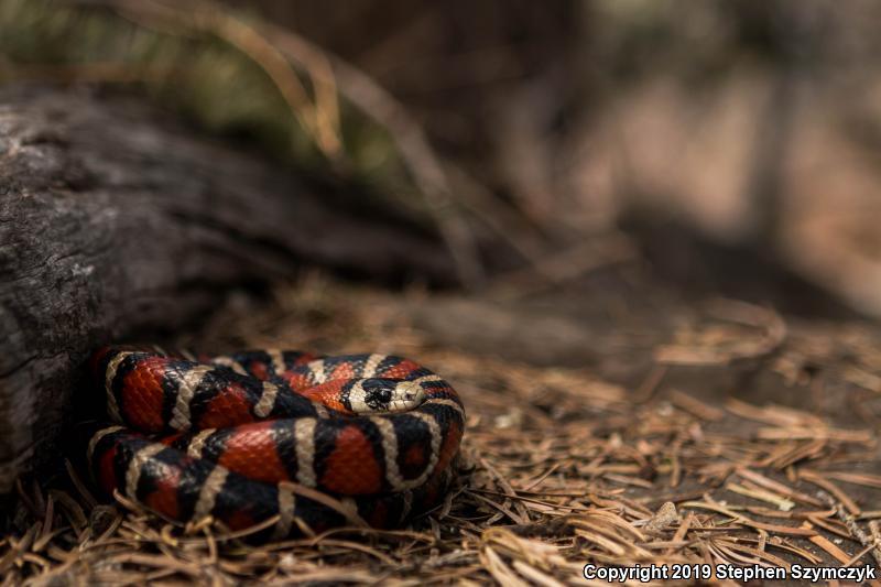 Arizona Mountain Kingsnake (Lampropeltis pyromelana pyromelana)