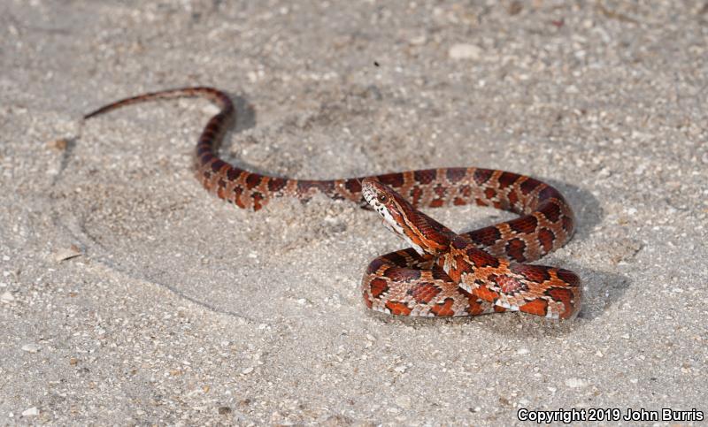 Red Cornsnake (Pantherophis guttatus)