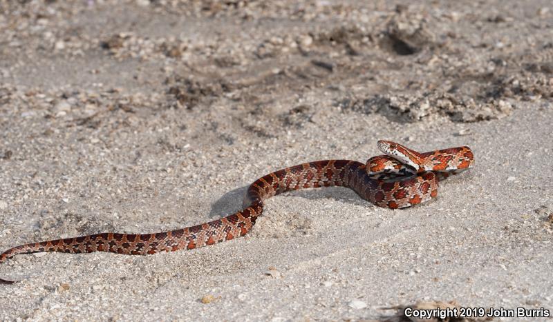 Red Cornsnake (Pantherophis guttatus)