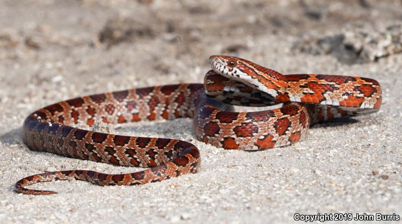 Red Cornsnake (Pantherophis guttatus)