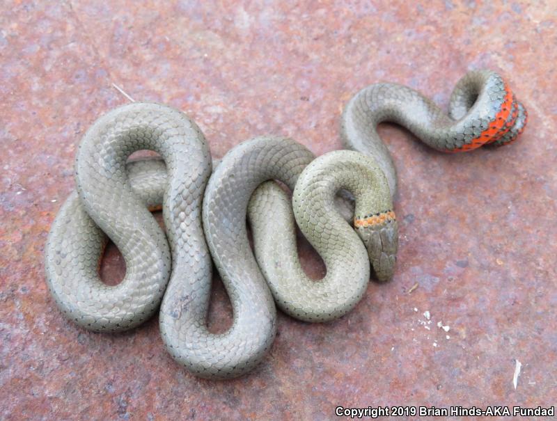 San Bernardino Ring-necked Snake (Diadophis punctatus modestus)