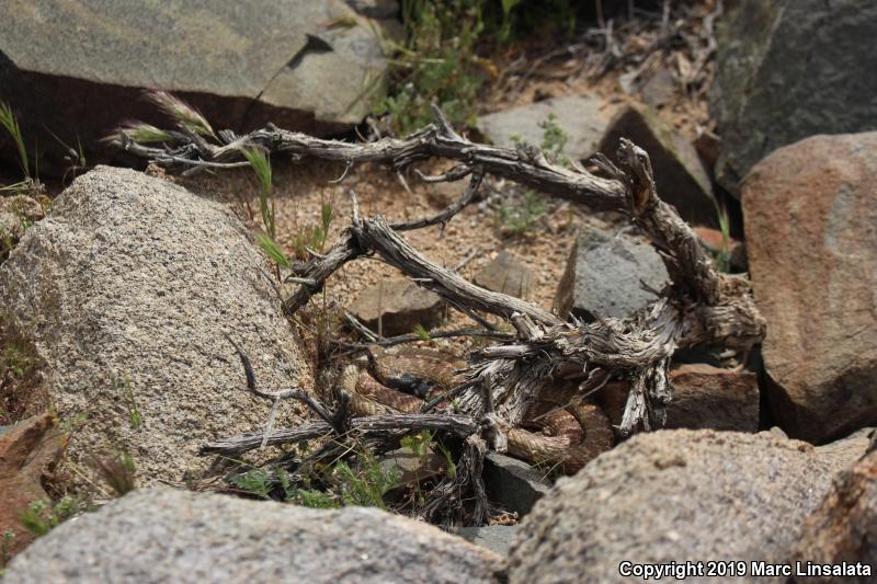 Red Racer (Coluber flagellum piceus)