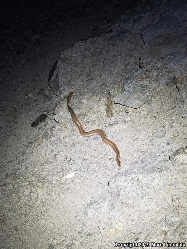 Desert Rosy Boa (Lichanura trivirgata gracia)