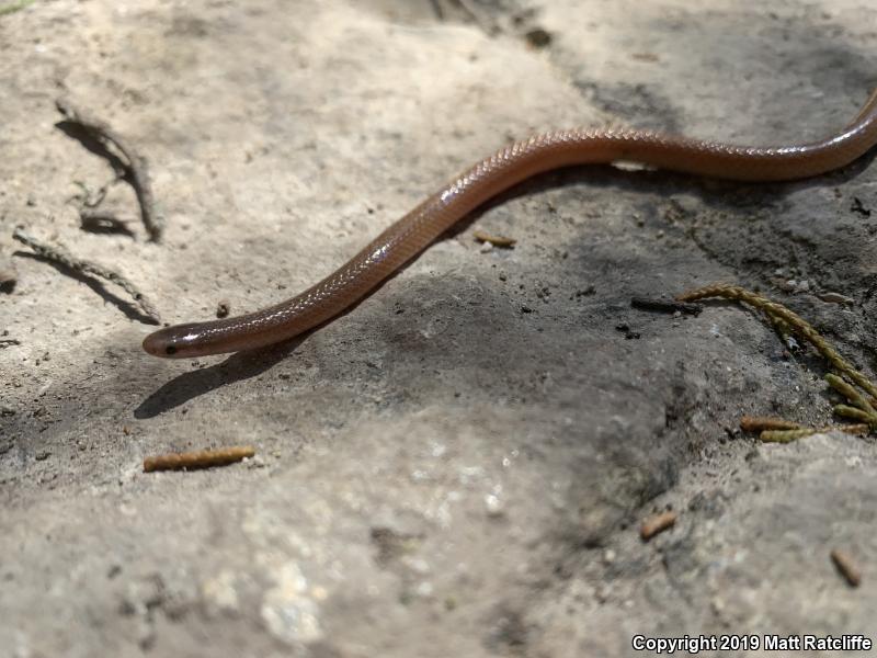 Flat-headed Snake (Tantilla gracilis)