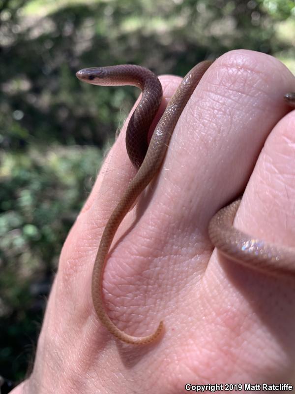 Flat-headed Snake (Tantilla gracilis)