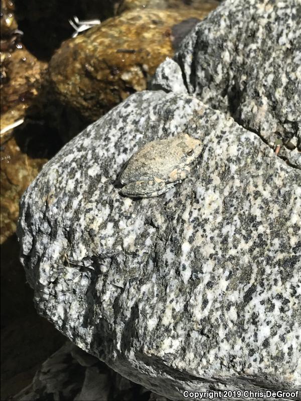 California Treefrog (Pseudacris cadaverina)