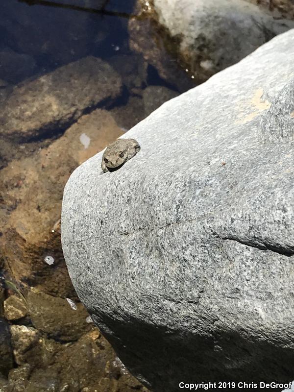 California Treefrog (Pseudacris cadaverina)