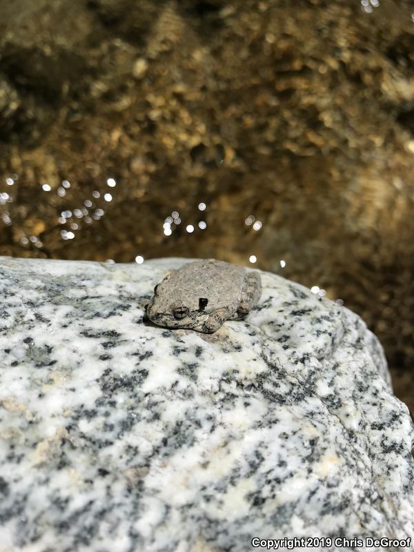 California Treefrog (Pseudacris cadaverina)