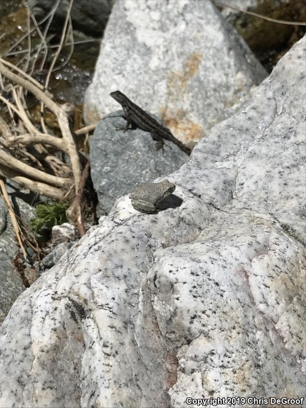 California Treefrog (Pseudacris cadaverina)