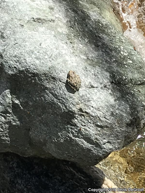 California Treefrog (Pseudacris cadaverina)