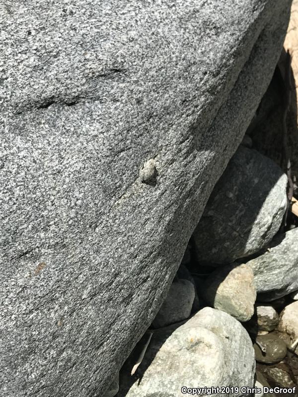 California Treefrog (Pseudacris cadaverina)