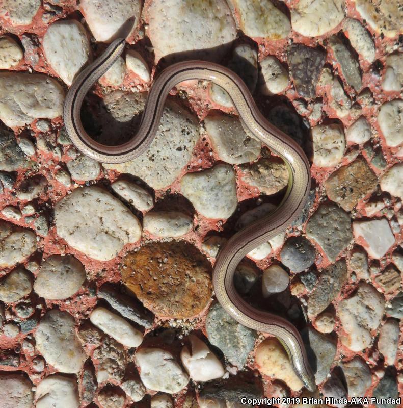 California Legless Lizard (Anniella pulchra)