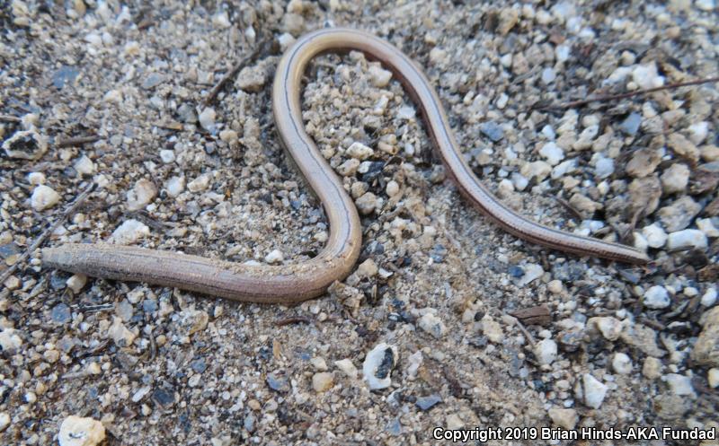 California Legless Lizard (Anniella pulchra)