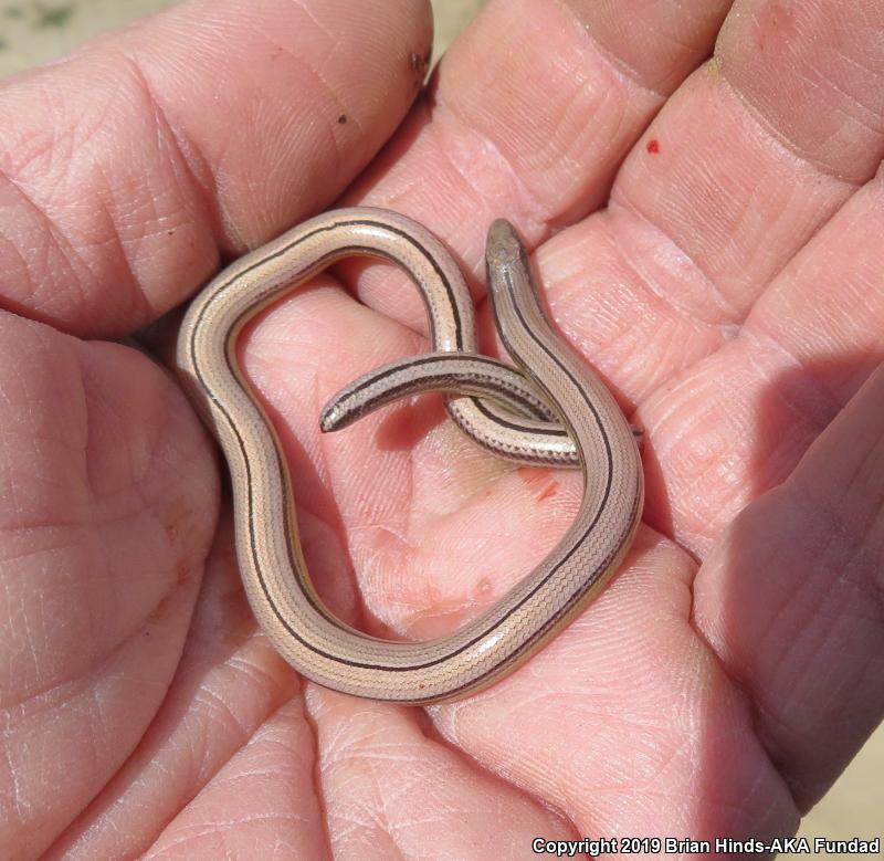 California Legless Lizard (Anniella pulchra)