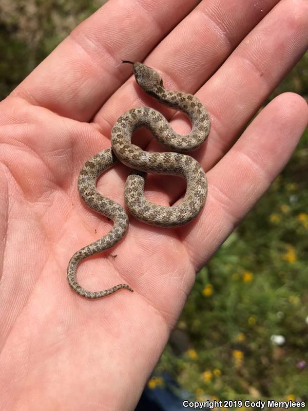 San Diego Nightsnake (Hypsiglena ochrorhyncha klauberi)