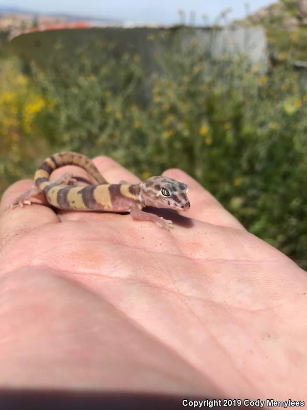 San Diego Banded Gecko (Coleonyx variegatus abbotti)