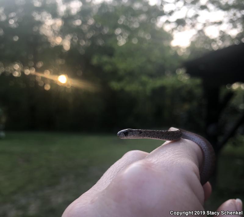 Dekay's Brownsnake (Storeria dekayi)