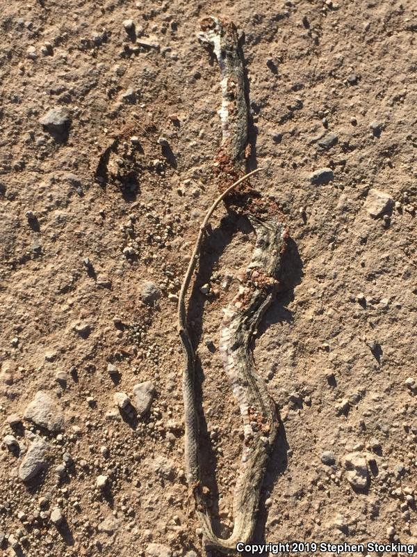 Mojave Patch-nosed Snake (Salvadora hexalepis mojavensis)