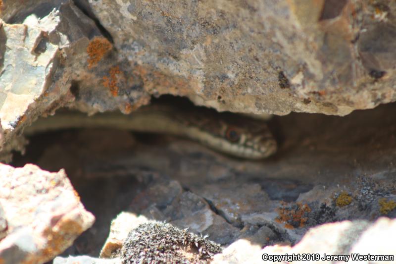 Desert Striped Whipsnake (Coluber taeniatus taeniatus)