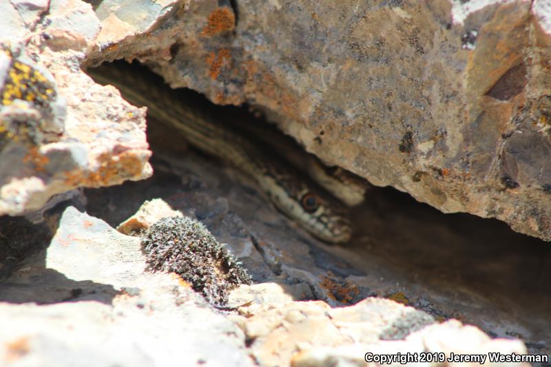 Desert Striped Whipsnake (Coluber taeniatus taeniatus)