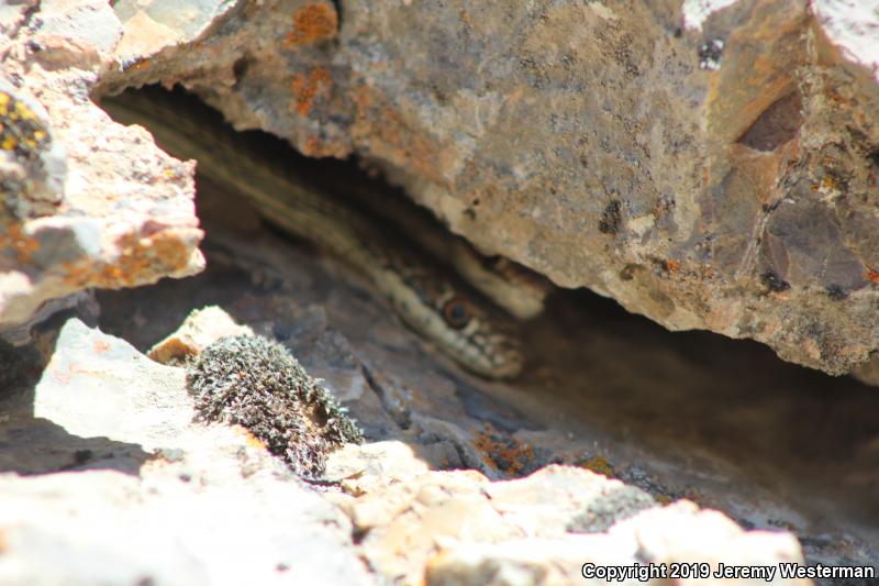 Desert Striped Whipsnake (Coluber taeniatus taeniatus)