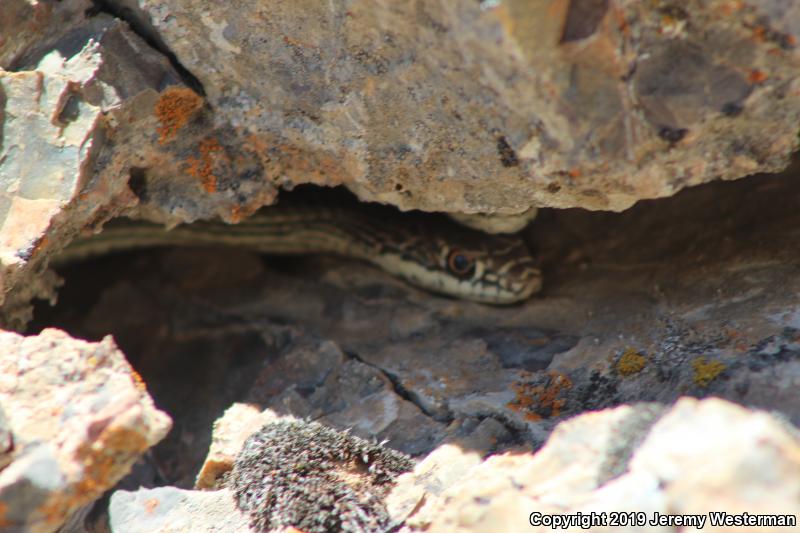 Desert Striped Whipsnake (Coluber taeniatus taeniatus)