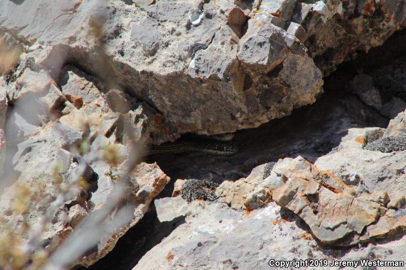 Desert Striped Whipsnake (Coluber taeniatus taeniatus)